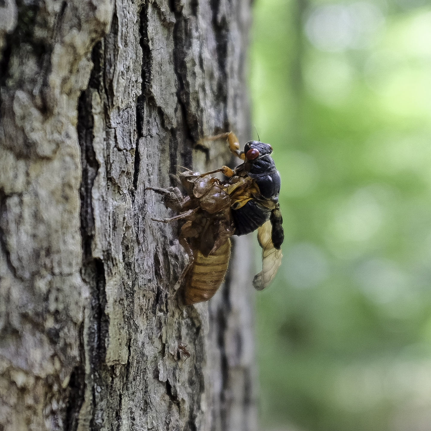053115-nws-outtakes-cicada.jpg
